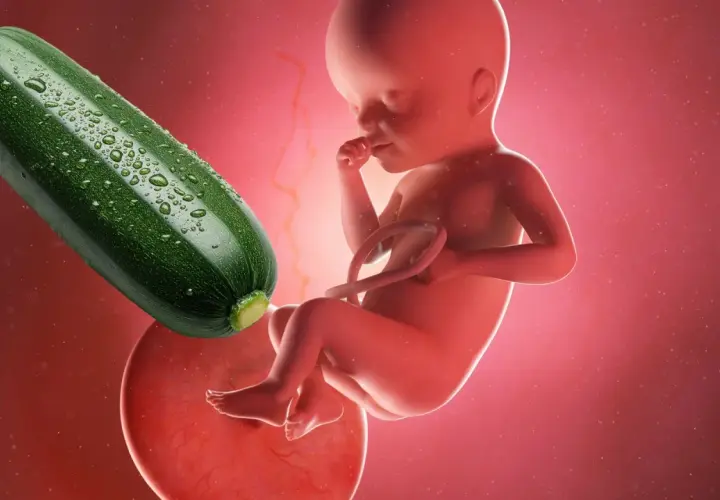 Feto di 25 settimane di gravidanza, circa 6 mesi, accanto a una zucchina.