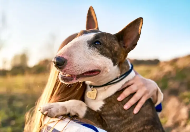Bull terrier, pies o groźnym wyglądzie, przytula się do swojej pani.