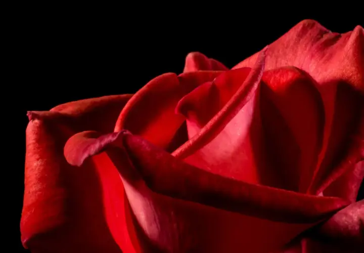 Un primer plano de una rosa roja, sus pétalos aterciopelados invitan a soñar con rosas rojas y la pasión que representan.