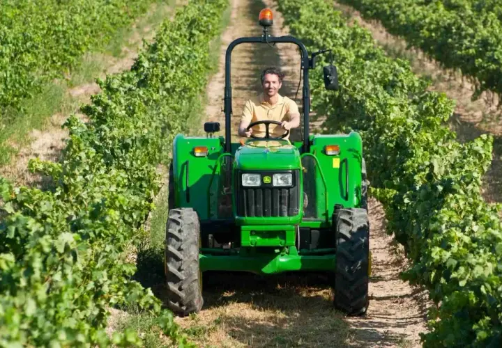 Kiedy zrywać winogron na wino, aby uniknąć złej jakości trunku?