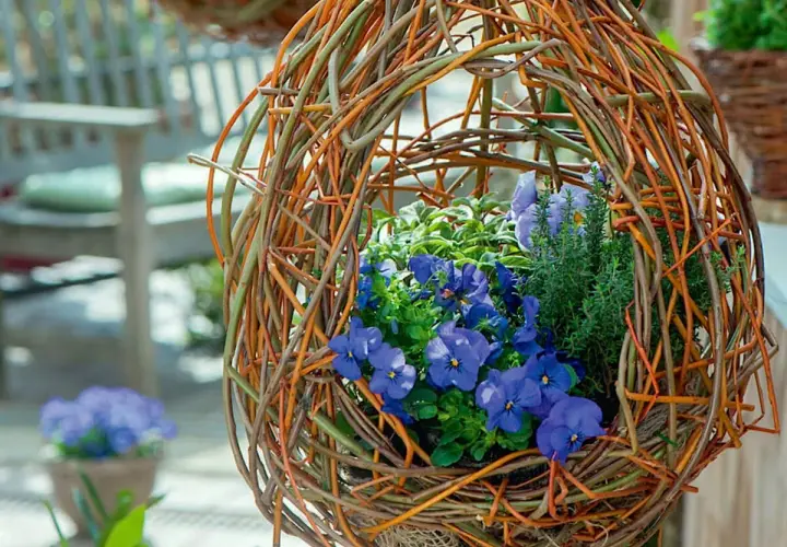 Eine selbstgemachte blumenampel aus Weidenzweigen, gefüllt mit blauen Stiefmütterchen und Kräutern.