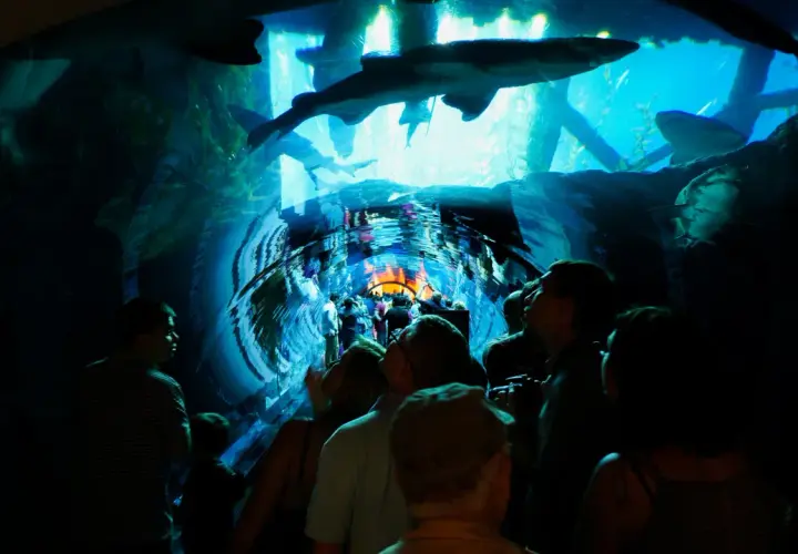 Odkryj tajemnice Dubai Oceanarium – niezapomniane wrażenia i atrakcje