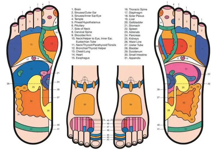Mappa riflessologia plantare: il dorso del piede mostra aree correlate a testa, collo e spalle, con zone specifiche per sinusite, cervello e colonna vertebrale.