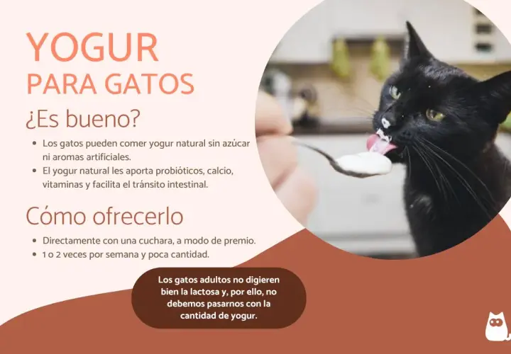 Un gato negro disfruta de yogur natural de una cuchara. Los gatos pueden comer yogur sin azúcar, es bueno para ellos.