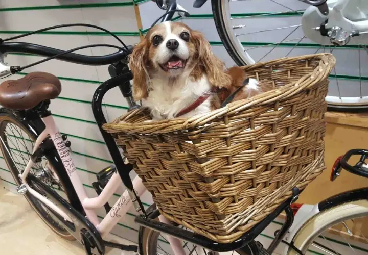 Uroczy piesek w wiklinowym koszyku na rowerze. Idealny sposób, jak przewozić psa na rowerze, zapewniając mu komfort i bezpieczeństwo podczas wspólnych wycieczek.
