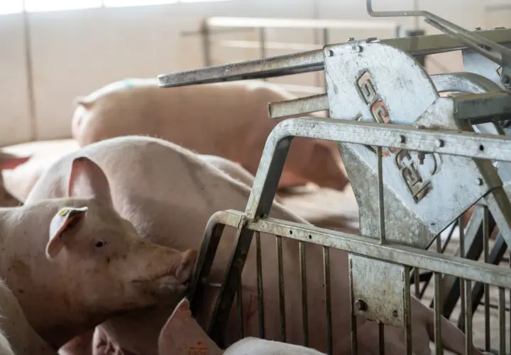 Plusieurs cochons roses dans un enclos, certains en gestation, près d'un distributeur d'aliments métallique.