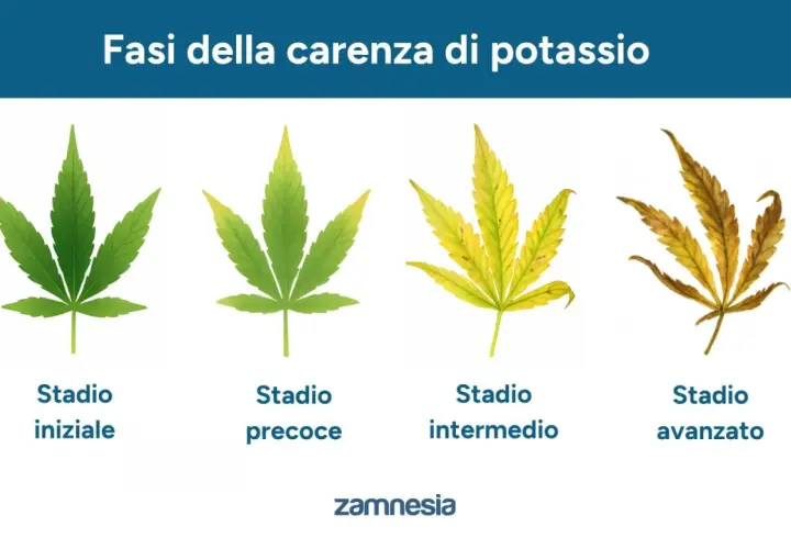 Fasi della carenza di potassio nelle piante: da foglia verde a ingiallimento e necrosi.