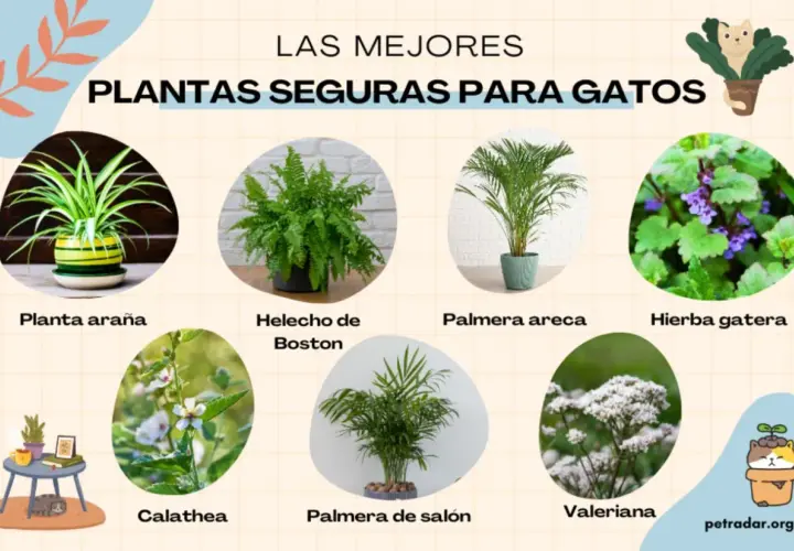 Plantas seguras para gatos: planta araña, helecho de Boston, palmera areca, hierba gatera, calathea, palmera de salón y valeriana. ¡Cuidado! el helecho es tóxico para los gatos.