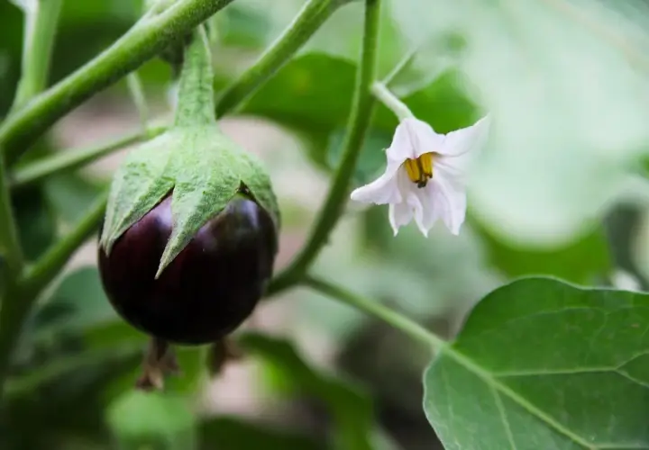 Piccolo frutto di melanzana viola con un fiore bianco accanto. Speriamo che gli afidi melanzane non attacchino presto.