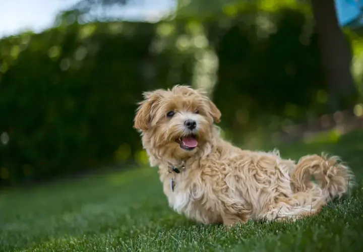 Ile kosztuje maltipoo z hodowli? Sprawdź ceny i uniknij pułapek
