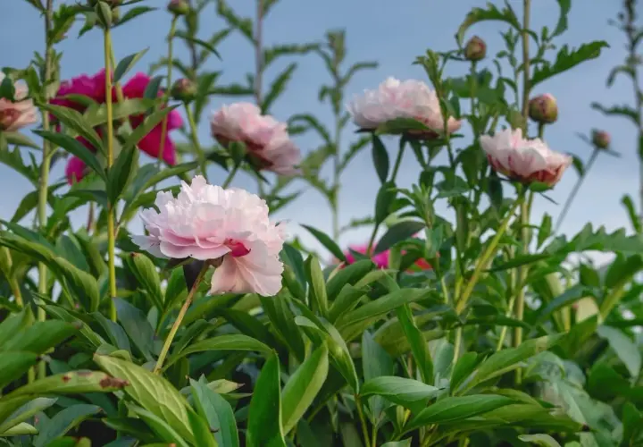 Pivoines roses et fuchsia épanouies, annonçant la belle saison. Leurs pétales délicats se déploient sous un ciel bleu clair.