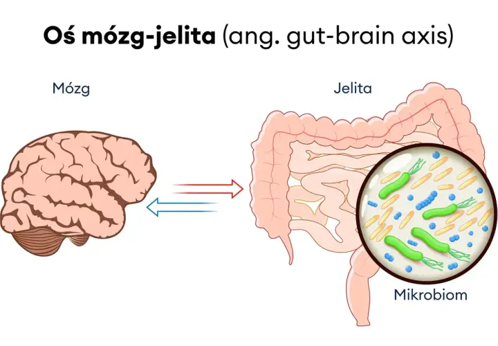 Oś mózg-jelita ilustruje połączenie między mózgiem a jelitami, gdzie mikrobiom jelitowy odgrywa rolę w rozwoju zespołu jelita drażliwego.