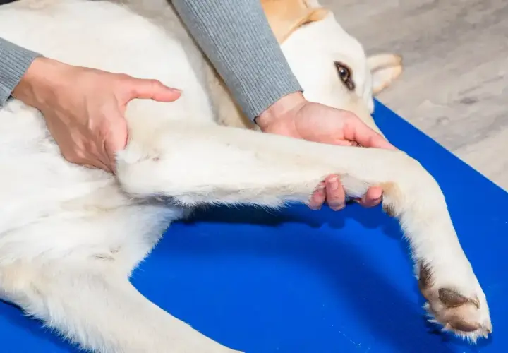 Fizjoterapeuta delikatnie masuje łapę psa, wykonując **librelę dla psa**. Zwierzę leży spokojnie na niebieskiej macie.