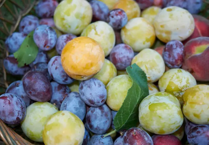 Un panier débordant de différents types de pruniers : des bleues foncées, des jaunes dorées et des vertes pâles, avec quelques pêches rouges.