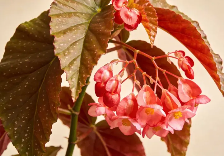 Gros plan sur un begonia d'intérieur aux feuilles marron mouchetées et aux grappes de fleurs roses délicates.