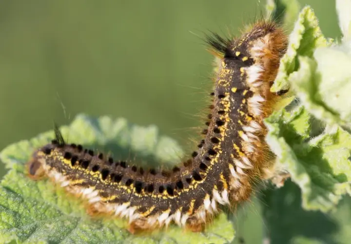 Eine behaarte Raupe mit gelben und schwarzen Flecken frisst an einem grünen Blatt. Hilfreich für das Bestimmen von Raupen.