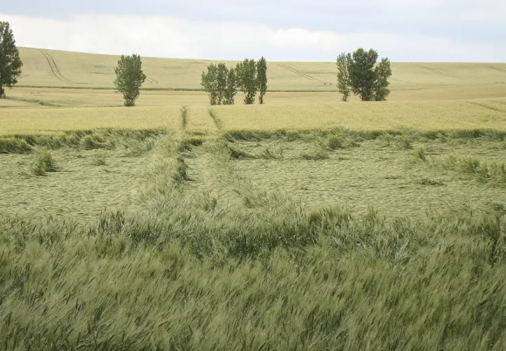 Champ de blé verdoyant, traversé par un chemin. La tige de verse, signe d'un vent fort, a couché une partie des épis.