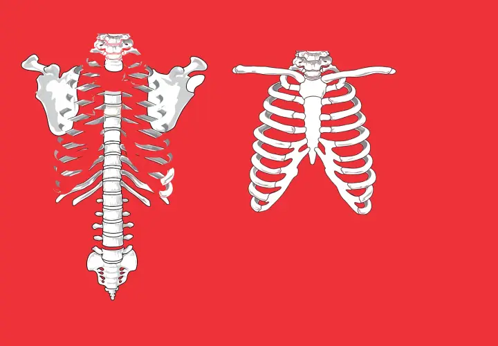 Anatomical illustration of a rib cage. Left side shows a full rib cage with spine and shoulder blades. Right side shows a partial rib cage. Pęknięte żebro odszkodowanie PZU.