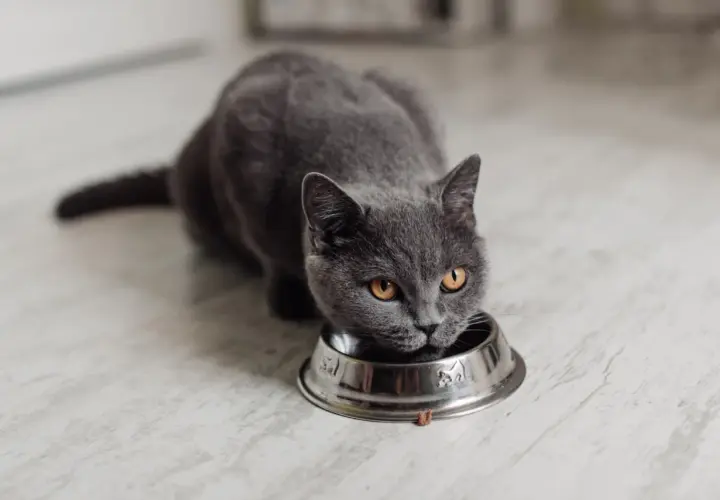 Graue Katze frisst aus Napf. Vielleicht ist das selbstgemachtes Katzenfutter, das sie so genießt.