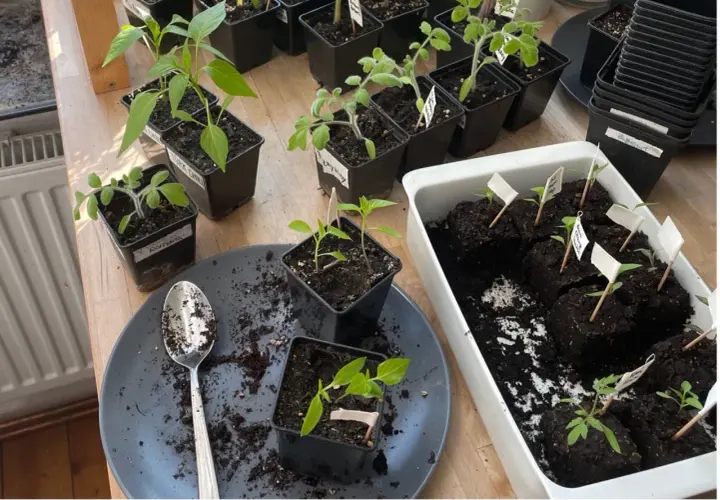 Junge Chili-Pflanzen und Tomaten werden in kleinen Töpfen vorgezogen. Die ersten Blätter sind sichtbar, bereit für die Sonne.