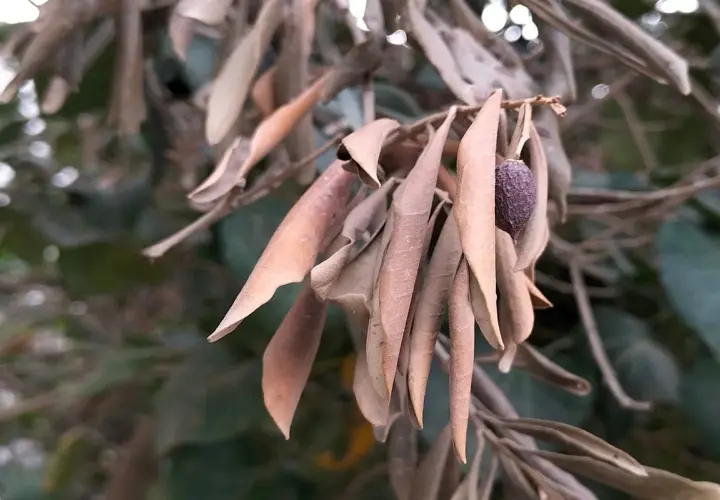 Ramo di ulivo con foglie secche e un'oliva appassita, forse sintomo di malattie del tronco o della corteccia.