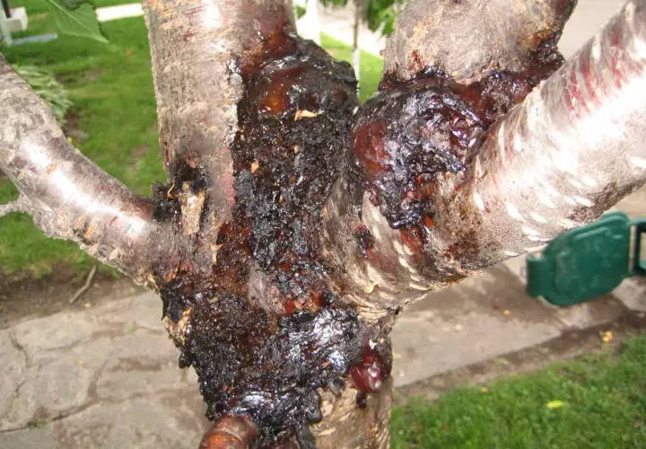 Guma na pniu wiśni Kanzan jesienią. Drzewo wygląda na chore, z ciemną, lepką substancją wydobywającą się z kory.