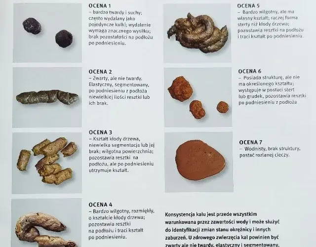 Stolec żółty u psa: co oznacza i jakie są możliwe przyczyny?