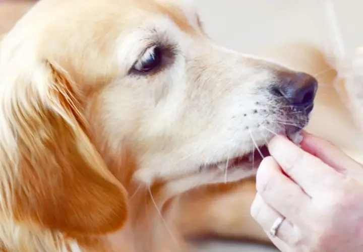 Złoty retriever dostaje smakołyk. Czy to ryż czy kasza dla psa?