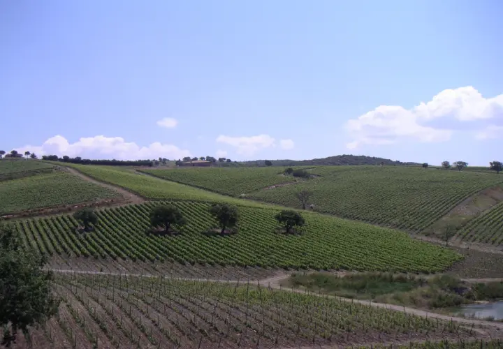 Wzgórza Toskanii, gdzie dojrzewają winogrona na wino Morellino di Scansano.