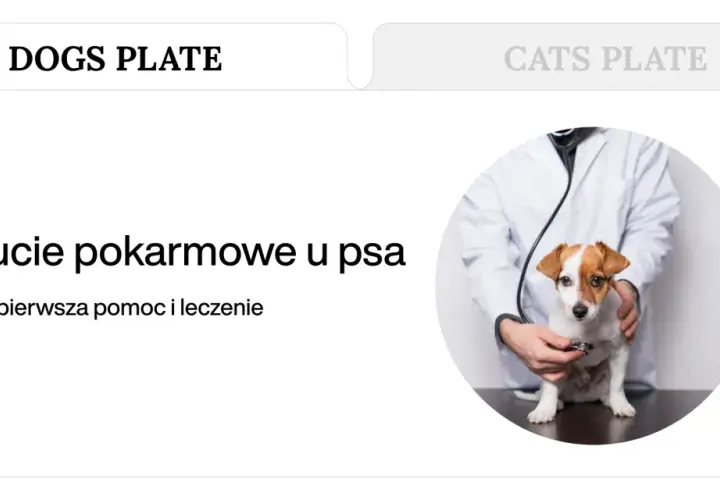 Weterynarz bada psa, który może mieć zatrucie pokarmowe. Dowiedz się, ile trwa zatrucie pokarmowe u psa i jak mu pomóc.
