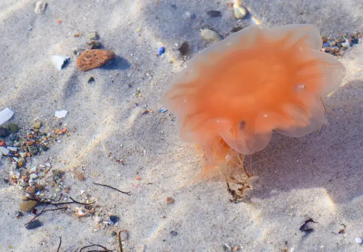 Orange Feuerqualle liegt am Sandstrand. Vorsicht vor einer Feuerqualle Verletzung, ihre Tentakel können brennen.