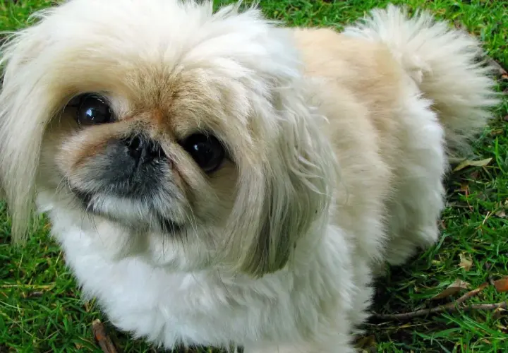 Un pekinés, una de las razas de perros chinos y japoneses, con su pelaje largo y ojos oscuros, mira atentamente sobre el césped verde.