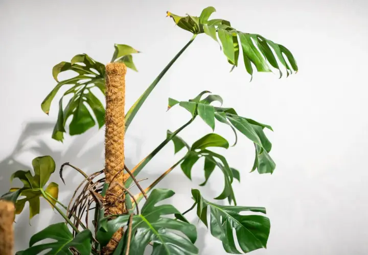 Duża, zielona monstera pnąca wspiera się na słupku z włókna kokosowego. Jej charakterystyczne, powcinane liście tworzą bujną kaskadę.