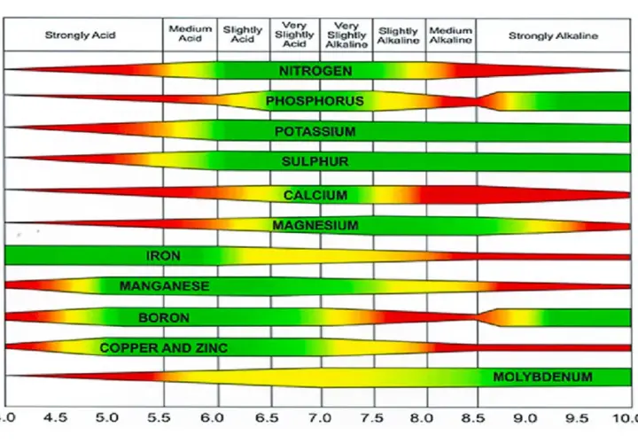 Grafico che illustra come misurare il pH del terreno e la disponibilità di nutrienti. Le barre colorate mostrano l'assorbimento di azoto, fosforo, potassio, zolfo, calcio, magnesio, ferro, manganese, boro, rame, zinco e molibdeno a diversi livelli di pH.