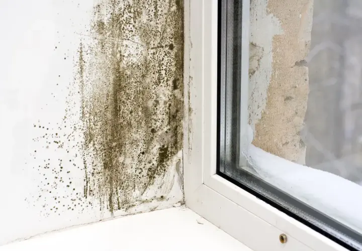 Moisissure sur un mur près d'une fenêtre, signe d'un taux d'humidité élevé dans l'appartement.
