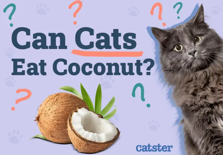 A fluffy gray cat looks at the camera, surrounded by question marks. Coconuts are shown, prompting the question: can cats have coconut?