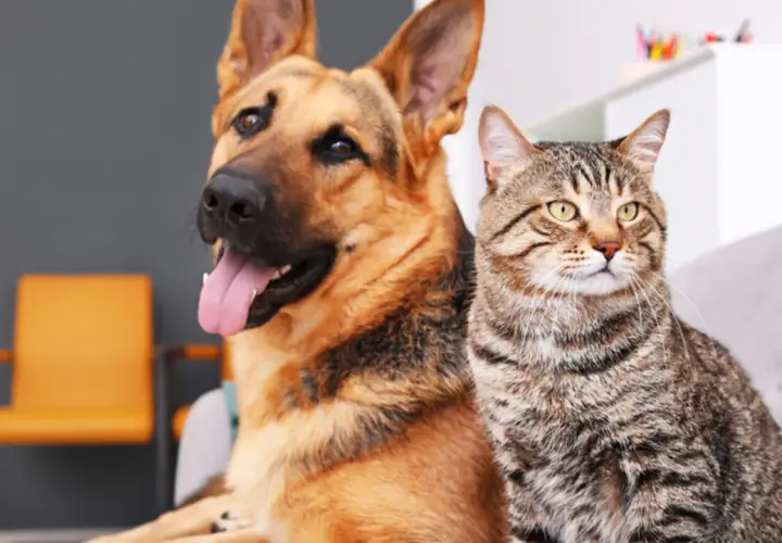 Un perro pastor alemán y un gato atigrado sentados juntos, mostrando la diversidad de que son los perros y sus amigos felinos.