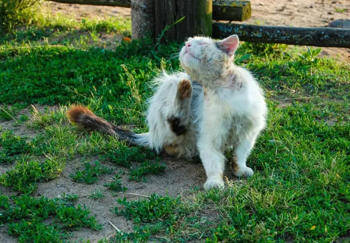 Puszysty kot z syndromem Downa drapieżnie się drapie, siedząc na trawie.