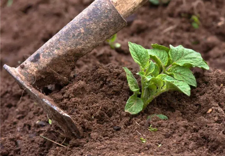 Attrezzo da giardinaggio usato per rincalzare le patate, con una giovane piantina verde che spunta dal terreno fertile.