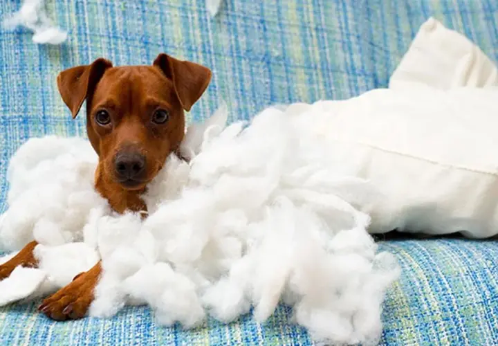 Un perrito marrón, rodeado de relleno de almohada, mira con ojos tristes. Parece que los perros echan de menos a sus dueños cuando están solos.