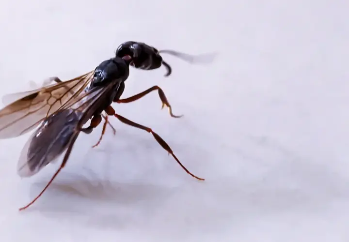 Formica alata in volo. Le formiche sono fondamentali per l'ecosistema, aiutano a disperdere semi e a decomporre materia organica.