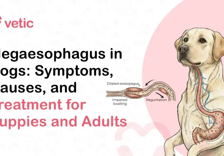 Illustration showing a dog with megaesophagus, a condition causing dilated esophagus and impaired swallowing, leading to regurgitation.