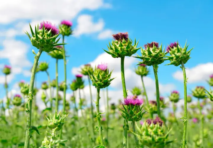 Un campo di cardo fiore sotto un cielo azzurro con nuvole bianche. I fiori viola spuntano da boccioli verdi e spinosi.