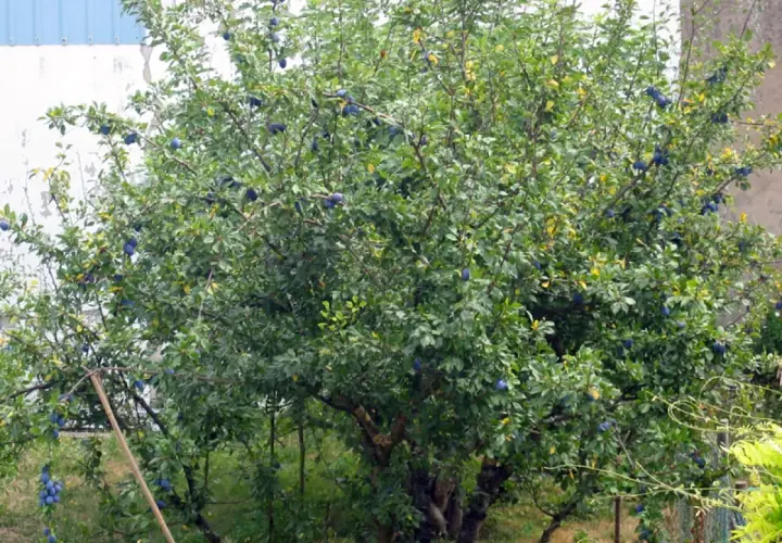 Arbre fruitier chargé de prunes bleues, prêt pour la récolte. Quand tailler les pruniers ? Après la récolte, idéalement.