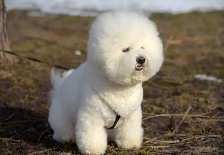 Puszysty bichon frise, z brązowymi oczami, siedzi na trawie.