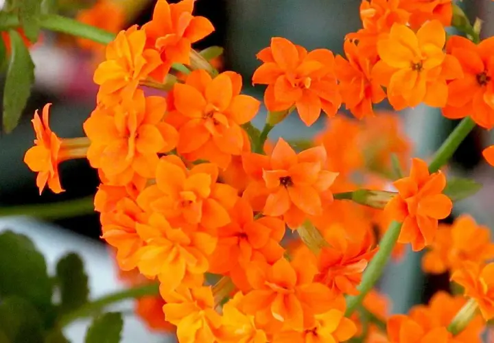 Grappe de fleurs orange vif de Kalanchoe blossfeldiana, aux pétales délicats et aux tiges vertes.