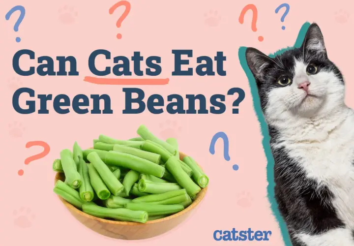 A black and white cat looks curiously at a bowl of green beans, with the question "Can Cats Eat Green Beans?" prominently displayed.
