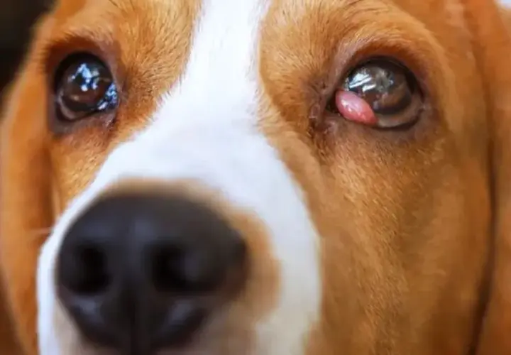 Primer plano de un perro beagle con ojos de ballena, mostrando una pequeña protuberancia rosada en el párpado.