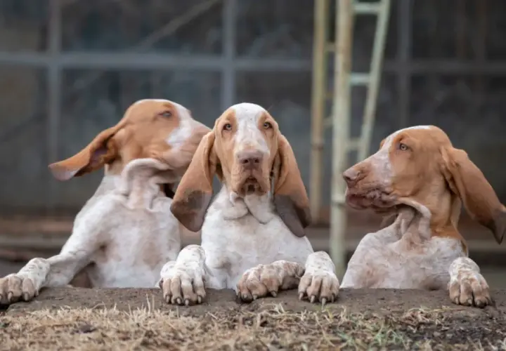 Drei junge Bracke Hunde mit langen Ohren schauen neugierig über einen Erdhügel.