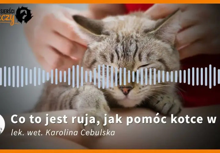 Ruja u kotki: Krwawienie to alarm! Sprawdź, co robić